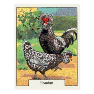 Vintage Houdan Chicken Postcard