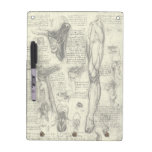 Vintage Human Anatomy Larynx Leg Leonardo da Vinci Dry Erase Whiteboard