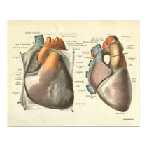 Vintage Human Anatomy Print Heart Muscles