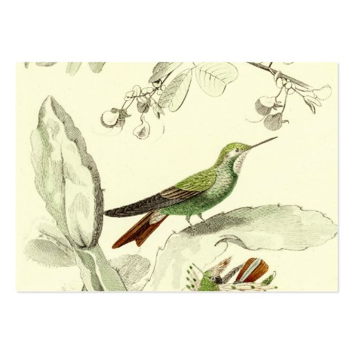 Vintage Hummingbird Illustration - 1800's Birds Business Card (front side)