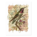 Vintage Hummingbird Post Cards