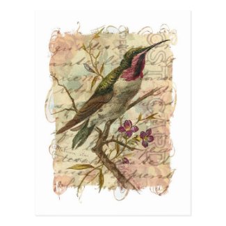 Vintage Hummingbird Post Cards