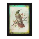 Vintage Hummingbird Post Card