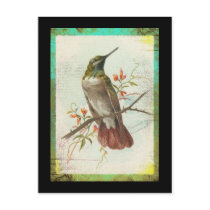 Vintage Hummingbird postcards