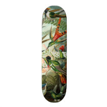 Vintage hummingbirds scientific illustration custom skate board