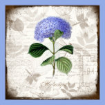 Vintage Hydrangea posters