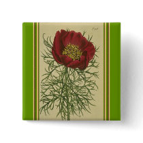 Vintage Illustration of Fine Leaf Poppy Button by orglioness Vintage Illustration of Fine Leaf Poppy Button