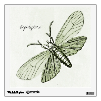 Vintage Insects Moths Entomology Bugs Illustration