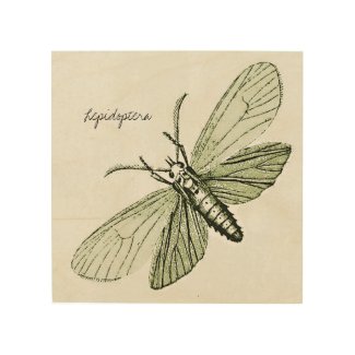 Vintage Insects Moths Entomology Bugs Illustration