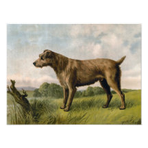 Vintage Irish Terrier on country landscape Photo Art
