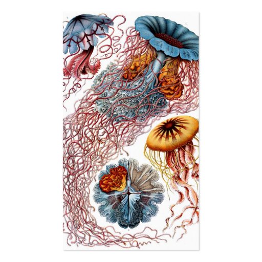Vintage Jellyfish, Discomedusae by Ernst Haeckel Business Card Templates (back side)