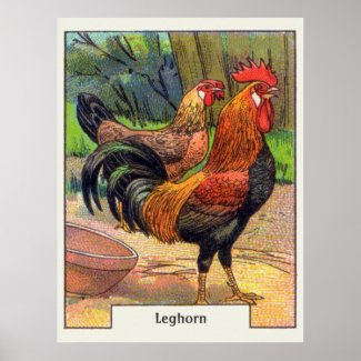 Vintage Leghorn Chicken Poster