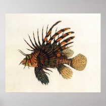 Vintage Lion Fish Posters