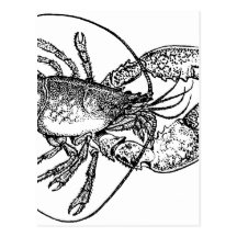 Vintage Lobster illustration Postcards