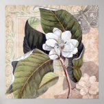 Vintage Magnolia Blossom Shabby Elegance Posters