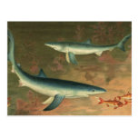 Vintage Marine Aquatic Life Blue Shark Eating Fish Post Cards
