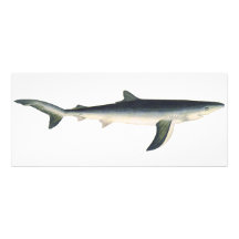Vintage Marine Aquatic Ocean Life, Blue Shark Invitations