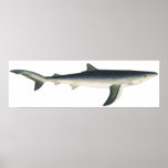 Vintage Marine Aquatic Ocean Life, Blue Shark Poster