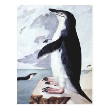 Vintage Marine Bird, Chinstrap Penguin Antarctica Post Cards