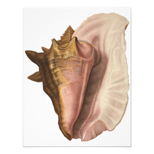 Vintage Marine Life Animal, Queen Conch Seashell Custom Invitation