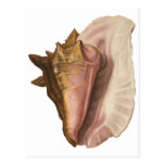 Vintage Marine Life Animal, Queen Conch Seashell Postcard