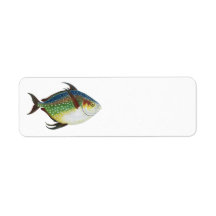 Vintage Marine Life Animal, Tropical Opah Fish Custom Return Address Label