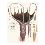 Vintage Marine Life Animal, Umbrella Squid Postcards