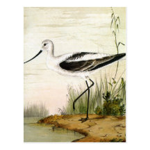 Vintage Marine Life Bird, Avocet, Shorebirds Postcards