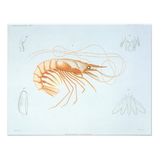 Vintage Marine Life Ocean Animal; Shrimp Anatomy Personalized Invitations