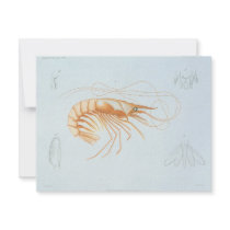Vintage Marine Life; Shrimp Anatomy Personalized Invitations
