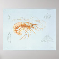 Vintage Marine Life; Shrimp Anatomy Posters