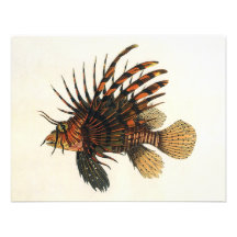 Vintage Marine Ocean Life Animal, Lionfish, Fish Custom Announcement