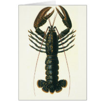 Vintage Marine Ocean Life Crustacean, Lobster Cards