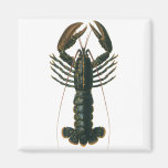 Vintage Marine Ocean Life Crustacean, Lobster Refrigerator Magnet