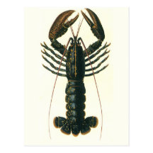 Vintage Marine Ocean Life Crustacean, Lobster Postcard