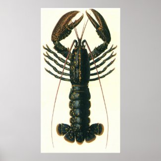 Vintage Marine Ocean Life Crustacean, Lobster Posters