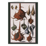 Vintage Marine Ocean Life, Seashells Sea Shells Cards