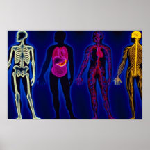 Vintage Medical, human systems Posters