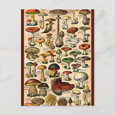 Vintage Mushroom Guide Postcard by Vintage Gifts Vintage Mushroom Guide