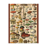 Vintage Mushroom Guide Postcard