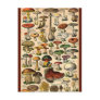 Vintage Mushroom Guide Postcard