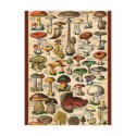 Vintage Mushroom Guide postcards