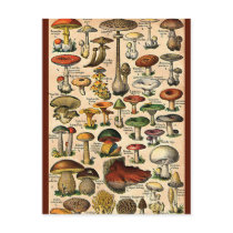 Vintage Mushroom Guide