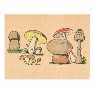 Vintage Mushroom Print Postcard