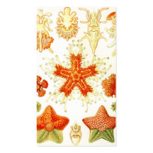 Vintage Naturalist Image of Starfish (Asteroidea) Business Card Templates