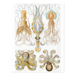 Vintage Octopus Illustration Post Card