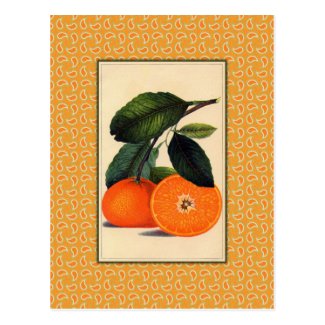 Vintage Orange Botanical Print Postcard