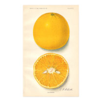 Vintage Oranges Poster posters by Customizables Vintage Oranges Poster posters