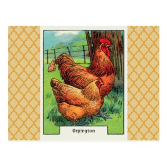 Vintage Orpington Chicken Post Cards