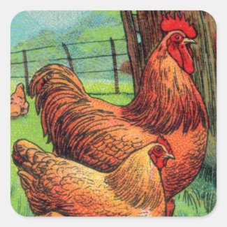 Vintage Orpington Chicken Square Sticker